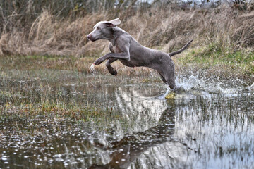 weimaraner jumping in water