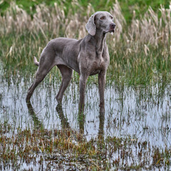 portrait of a weimaraner standing in water