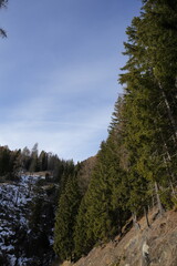 PINETA DI ALTA MONTAGNA 