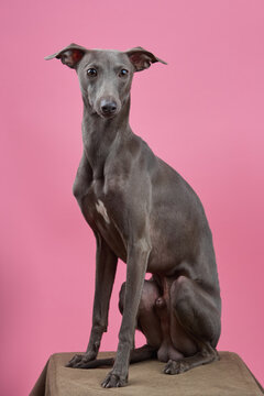 Portrait of a small dog sitting on chair with a pink background