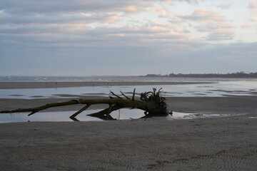 ALBERO CADUTO SULLA SPIAGGIA