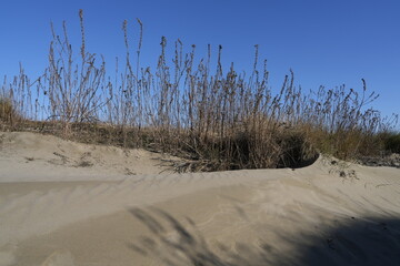 DUNE DI SABBIA CON VEGETAZIONE