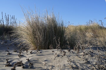 DUNE SABBIA CON VEGETAZIOONE