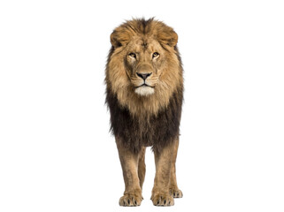 African lion standing, front view, isolated on transparent background (PNG) © Trixy