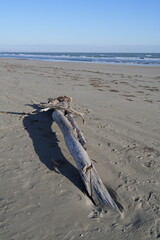 TRONCO D'ALBERO SULLA SPIAGGIA