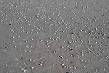SPIAGGIA COPERTA DI CONCHIGLIE