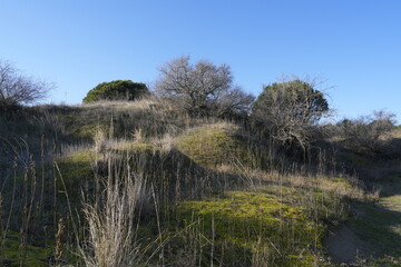 MACCHIA MEDITERRANEA
