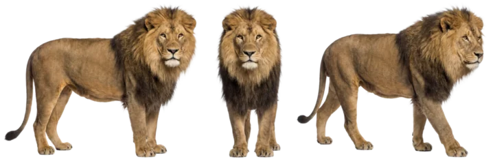 Fotobehang Leeuw African lion isolated on transparent background  © Trixy