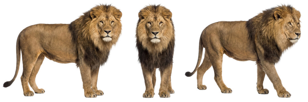 African lion isolated on transparent background