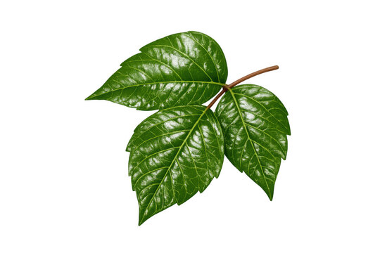 Poison ivy leaves featuring a cluster of three glossy green leaflets, a common toxic plant causing painful skin rashes. Transparent background