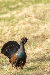 Fototapeta premium Large male western capercaillie (Tetrao urogallus) on the field in Estonian nature