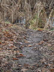 Fototapeta premium A worn‑down path by the pond shore made by a beaver.