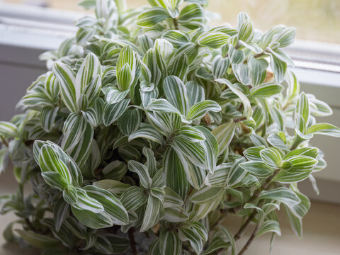 Tradescantia plant growing by the window in an interior.