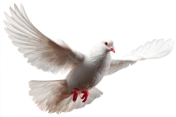 Fototapeta premium White dove in flight against a clean white background symbolic of peace and hope
