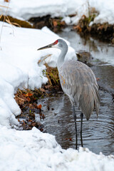 Obraz premium Eastern sandhill crane in winter creek