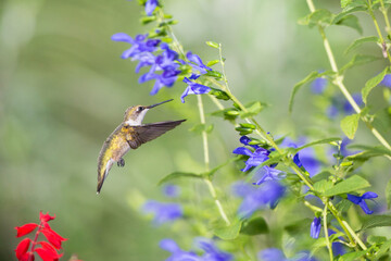 01162-14106 Ruby-throated Hummingbird (Archilochus colubris) at Salvia guaranitica Blue Ensign Marion Co. IL
