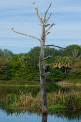 Fototapeta premium dead tree in the wetlands