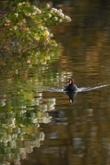 A Swimming Dusky Moorhen (Gallinula Tenebrosa)