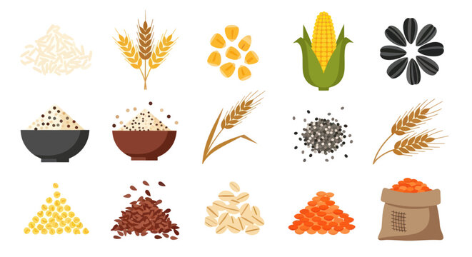 Various grains and seeds collection for agriculture and nutrition designs
