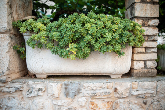 Stone Planter with Succulents