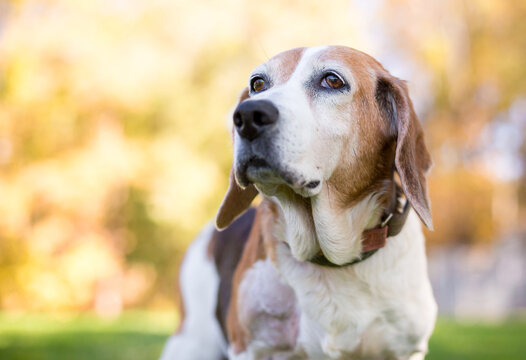 A senior Beagle mixed breed dog