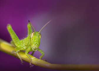 Fototapeta premium Green grasshopper in the foreground on a branch, blurred natural background