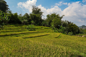 Beautiful Terraced Rice Field with Golden Ripe Paddy Ready for Harvest under Blue Cloudy Sky.