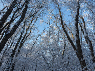 Fototapeta premium Deciduous tree tops covered with snow and hoarfrost against sky