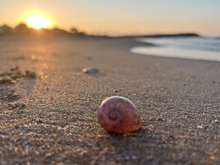 Close up of a sea shell on the sand at sunset with golden light
