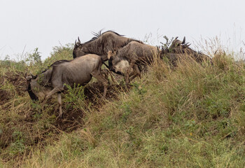 Fototapeta premium Wildebeest herd running downhill during great migration from Tanzania to Kenya in east Africa