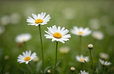 White daisy flowers with yellow centers grow on a green grassy lawn in daylight. Soft focus background with more blossoms and buds. Natural outdoor scene perfect for spring or summer themes.