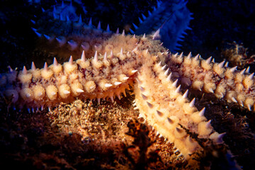 Spiny Sea Star on the Rocky Seabed Underwater
