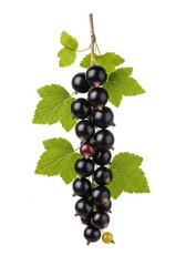 Fototapeta premium Fresh blackcurrant sprig with leaves on white background for plant, berry, fruit, nature, branch concepts
