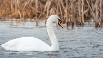 Obraz premium Swan gliding gracefully through shallow waters surrounded by tall reeds in a wetland environment, Bothal, Northumberland