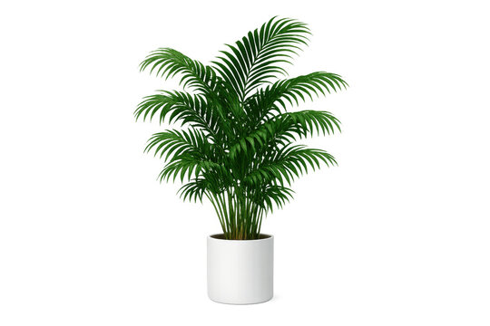 Areca palm houseplant in white pot with green tropical leaves, isolated on transparent background, interior decor element