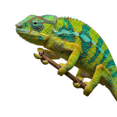 Obraz premium Realistic Chameleon Reptile Perched on Branch Soft Green Yellow Gradient Background