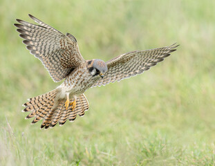 Fototapeta premium American Kestrel (Falco sparverius)