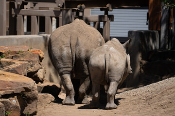 Obraz premium Mother baby rhino walking into back of zoo oklahoma