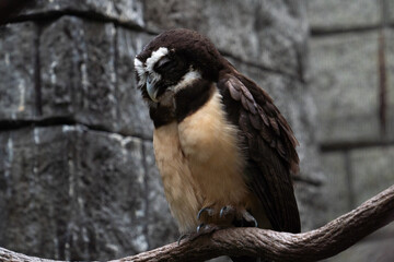Fototapeta premium Spectacled owl in Oklahoma zoo