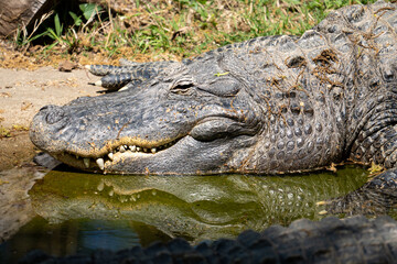Fototapeta premium alligator basking in sun in Oklahoma zoo