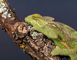 Close-up of a vibrant green chameleon perched on a weathered branch