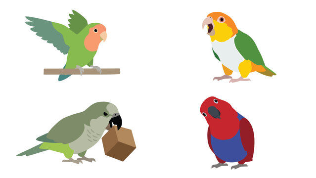 Colorful Parrot Illustrations - Variety of Bird Species