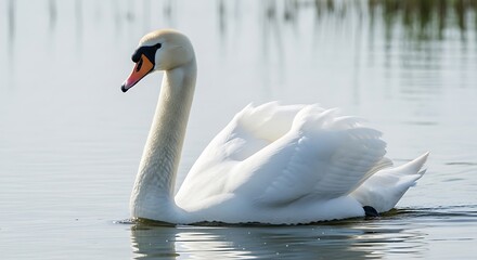 Fototapeta premium Graceful white swan gliding on calm water surface in natural wetland environment, close-up wildlife photography from water-level viewpoint