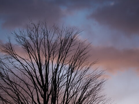 Tokyo,Japan - January 25, 2026: Japanese zelkova on dawn sky background