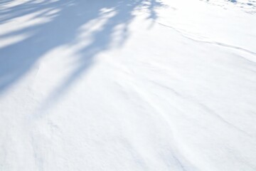 Snowy Surface with Tree Shadows: Winter Landscape in Soft Light and Tranquility