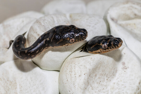Australian Diamond Python's hatching from eggs