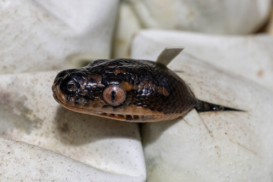 Australian Diamond Python hatching from egg