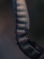 Close up of a plant leaf
