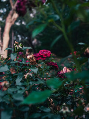 red roses in the garden