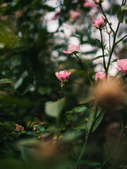 Flowers in the garden